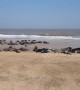 Grey seals bask in glorious sunshine on Norfolk beach