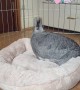 Bunny isn\'t happy when his cozy bed gets messy