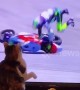 Thug cat ‘knocks’ Moto GP rider off bike