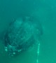 Tense moment shows whale crashing into diver