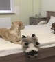 Puppy totally loses it after being allowed to play on the bed