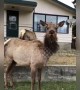 Funny moment docile elk suddenly charges filmer