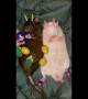 Right holiday, wrong rodent: Easter rats celebrate with eggs