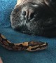 Pooch and Snake Get Along Great