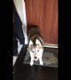 Husky refuses to allow her owner to go to work