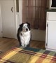 Dog hilariously stomps feet when told she can't go outside