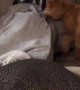 Owner Pranks Dog By Hiding