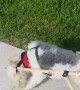 Disabled Dog Gets its Mobility Back
