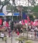 Rogue elephant causes panic during political party procession