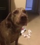 Jealous Pup wants ALL of Mom\'s Love