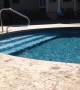 An Adorable Dog Jumps Into A Pool To Fetch His Toy