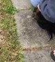 Squirrel Squirms into Her Hair