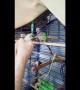 Parrot and baby chicken have conversation with each other
