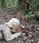 Brave little Cockapoo fights 'animal-log' in the forest