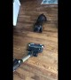 Pick on someone your own size! Small dog tries to attack vacuum cleaner