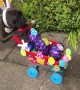 French Bulldog Does Easter Deliveries