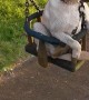 Dog Loves Getting Pushed on the Swings