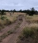 Blink and you’ll miss it! Leopard leaps into air to catch a bird mid-flight