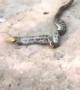 Massive python regurgitates farmer's rooster