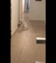 Human's best friend! Dog waits patiently for his owners to come home