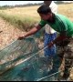 Snake rescuers free deadly cobra trapped in fishing net