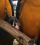Sweet Macaw Partners Holding Hands
