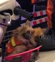 Moped taxi driver in Thailand brings his puppies to ride along with him while he works