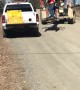 Bear Tries to Stow Away in Truck