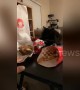 Cat wants cheeseburger? Hungry cat tries swiping burger from owner