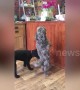 Dog dances the ‘Cha-cha-cha’ to get treats
