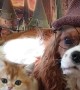 Dog and Cat Duo Dress Hogwarts Style