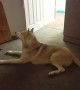 Husky vocally argues with owner when it\'s time to take shower
