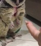 Bush Baby Just Couldn't Eat Another One