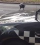 Crow Pecks at Police Car