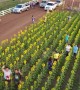 Incredible aerial views of sunflower super bloom in Thailand