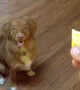 Curious dog is completely blown away by lemon slice
