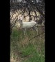 Albino Mule Deer in Montana