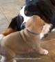 Bernese Mountain Dog adorably befriends 4-week-old puppy