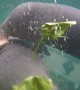 Manatee Munches down First Solid Meal
