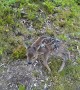 Runners encounter a precious newborn baby deer on a trail