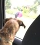 Dog cries every time mom drops son off at school