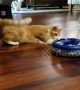 Hilarious moment cat tries and FAILS to get a ball out of its toy