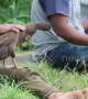 Shocking duck-race training in West Sumatra