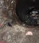 Kittens Rescued from Drainpipe Dilemma