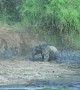Young elephant falls face-first into the mud while struggling through slippery crossing