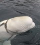 Beluga whale spotted in Norwegian waters in mystery harness