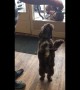 'Dancing' Cockoapoo shows off 'Riverdance' moves on his hind legs