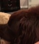 Dog adorably returns stolen pillow then tries stealing it right back