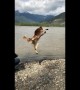 Amazing backflip from Australian Shepherd in slow motion