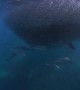 Sharks Feeding on Ball of Baitfish